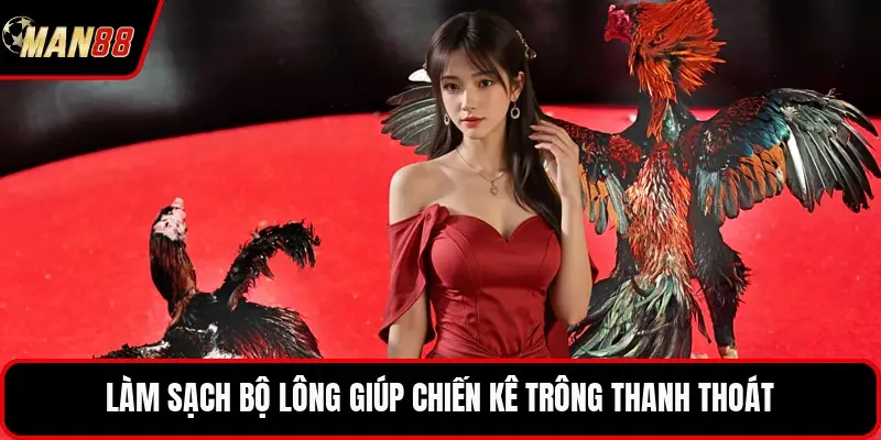 Làm sạch bộ lông giúp chiến kê trông thanh thoát