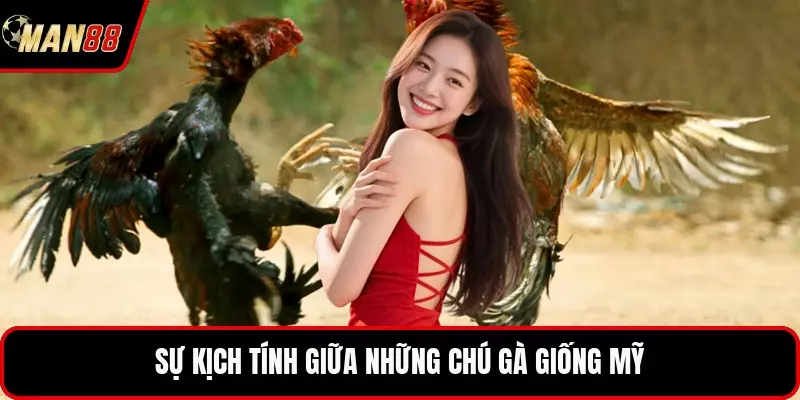 Sự kịch tính giữa những chú gà giống Mỹ